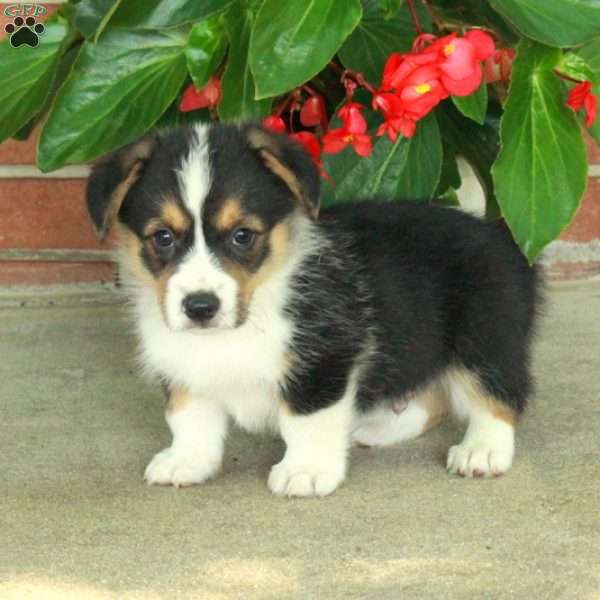 Hickory, Pembroke Welsh Corgi Puppy