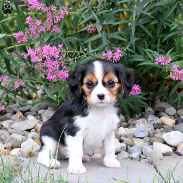 Hickory, Cavalier King Charles Mix Puppy