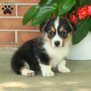 Hickory, Pembroke Welsh Corgi Puppy
