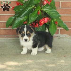 Hickory, Pembroke Welsh Corgi Puppy