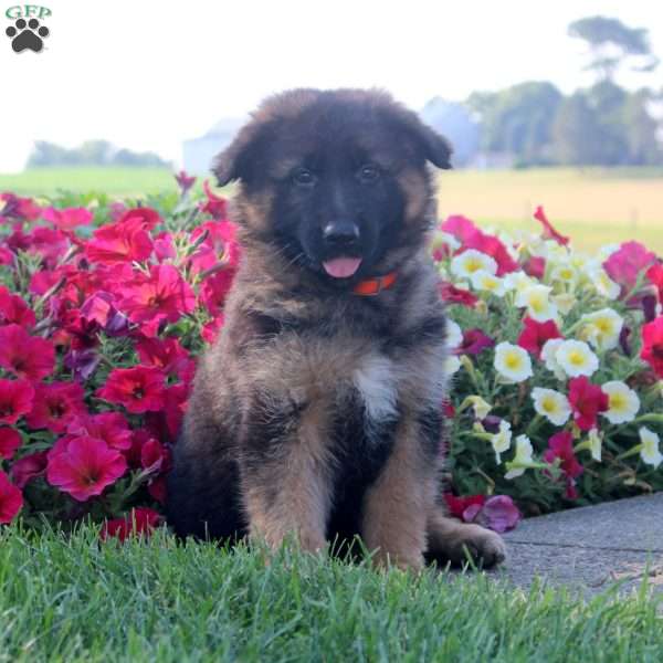 Hillary, German Shepherd Puppy