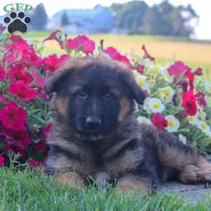 Hillary, German Shepherd Puppy