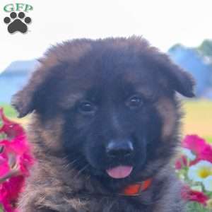 Hillary, German Shepherd Puppy