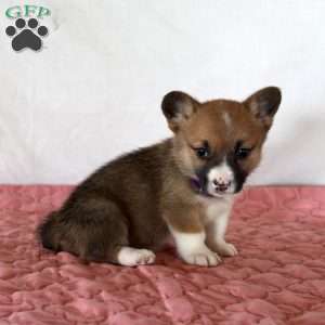 Holly, Pembroke Welsh Corgi Puppy