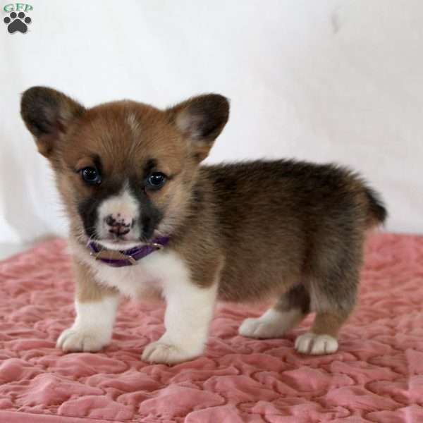 Holly, Pembroke Welsh Corgi Puppy
