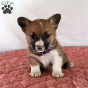 Holly, Pembroke Welsh Corgi Puppy
