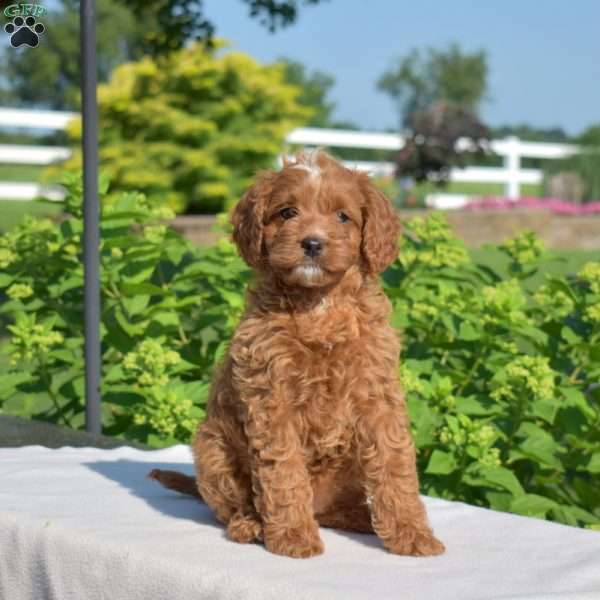 Honey, Cavapoo Puppy