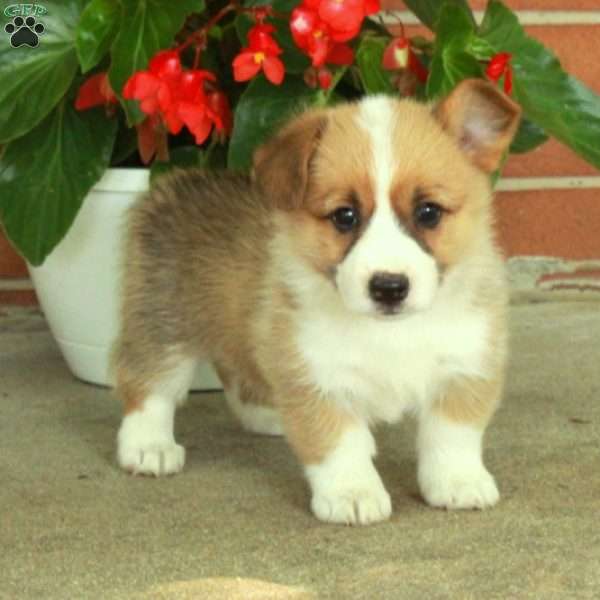 Honey, Pembroke Welsh Corgi Puppy