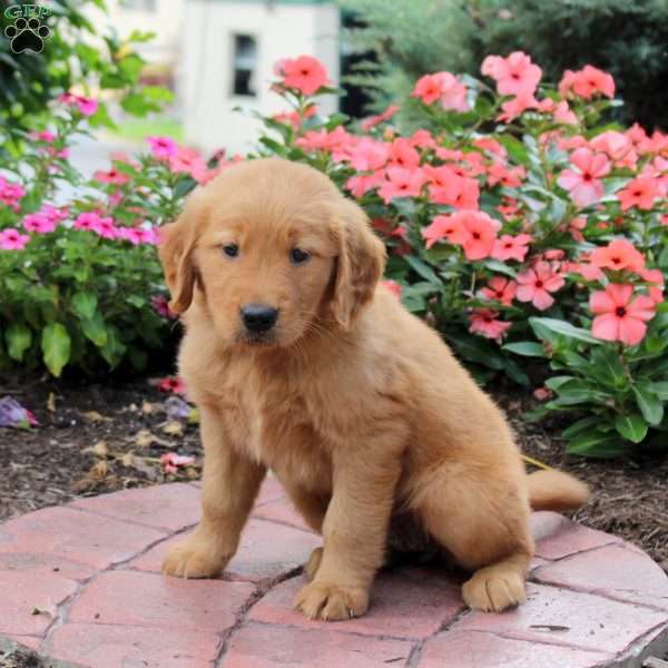 Honey, Golden Retriever Puppy