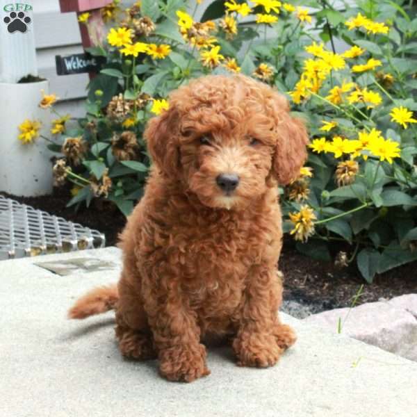 Honey, Miniature Poodle Puppy