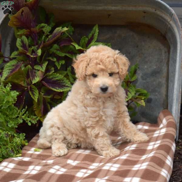 Honey, Bich-Poo Puppy