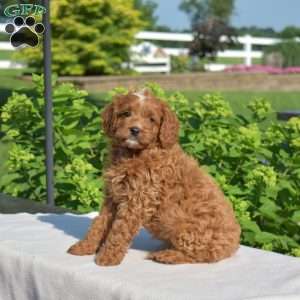 Honey, Cavapoo Puppy