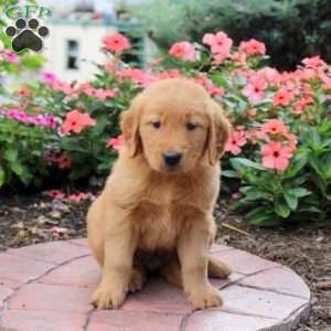 Honey, Golden Retriever Puppy