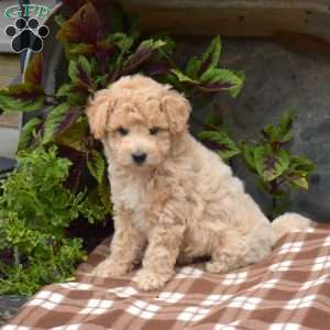 Honey, Bich-Poo Puppy