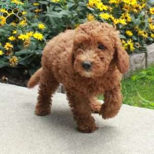Honey, Miniature Poodle Puppy