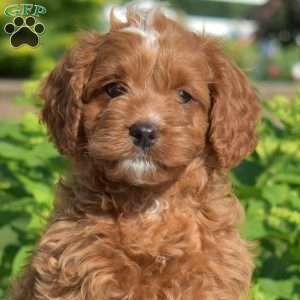 Honey, Cavapoo Puppy