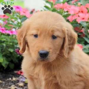 Honey, Golden Retriever Puppy