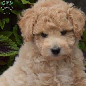 Honey, Bich-Poo Puppy