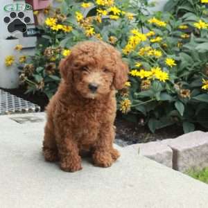 Honey, Miniature Poodle Puppy