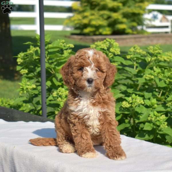 Hope, Cavapoo Puppy