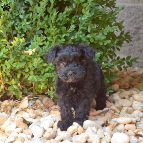 Hope, Yorkie Mix Puppy