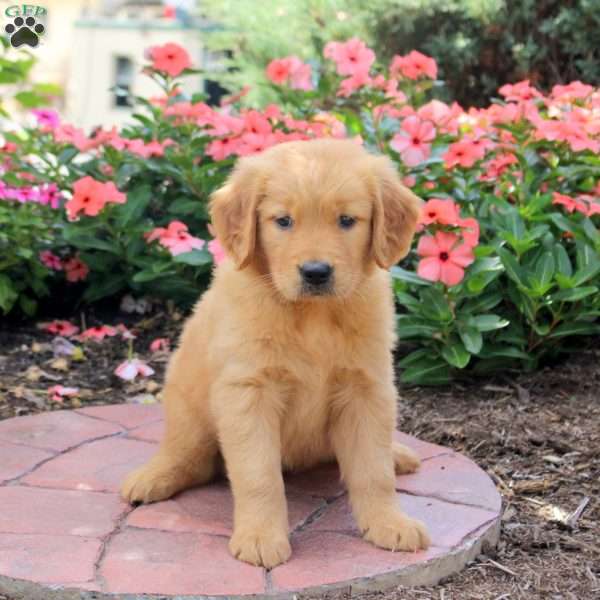Hope, Golden Retriever Puppy