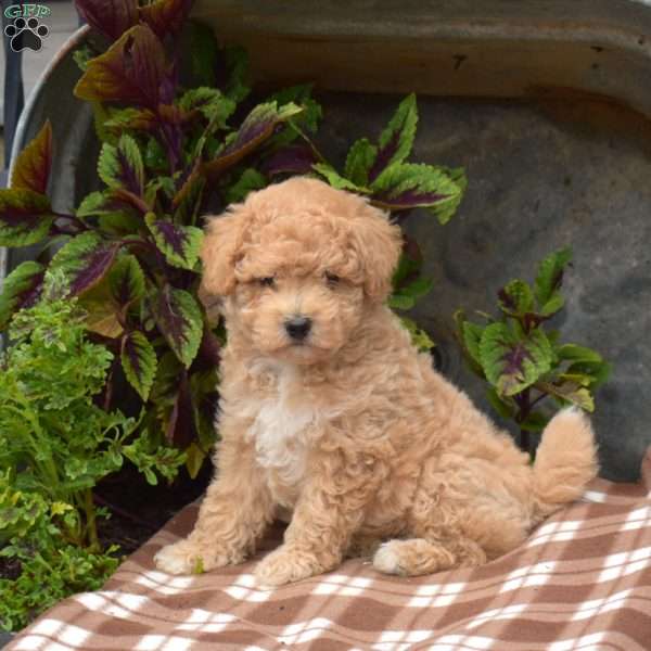Hope, Bich-Poo Puppy