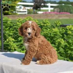 Hope, Cavapoo Puppy