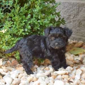 Hope, Yorkie Mix Puppy