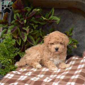 Hope, Bich-Poo Puppy
