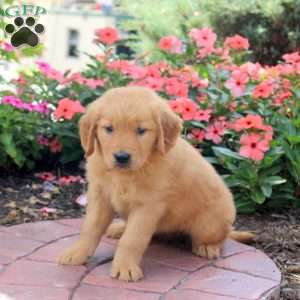 Hope, Golden Retriever Puppy