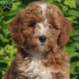 Hope, Cavapoo Puppy