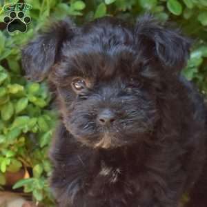 Hope, Yorkie Mix Puppy