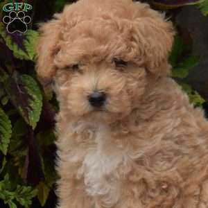 Hope, Bich-Poo Puppy