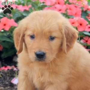 Hope, Golden Retriever Puppy