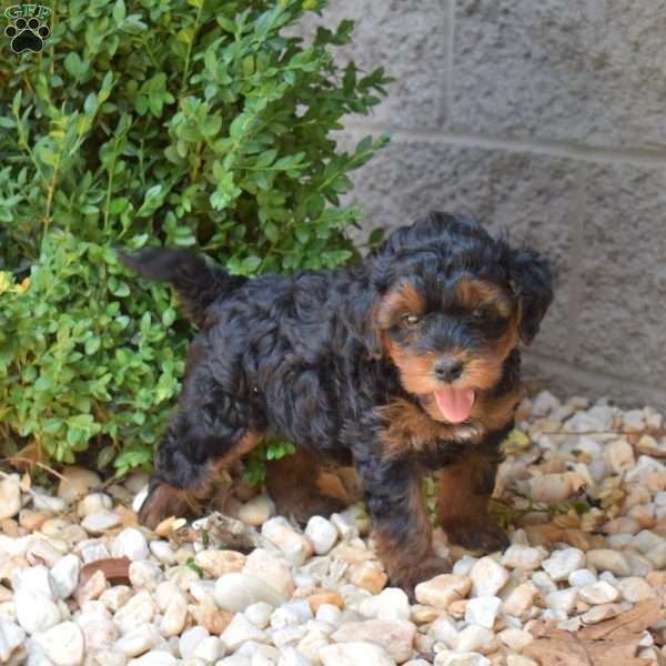 Hopper, Yorkie Mix Puppy