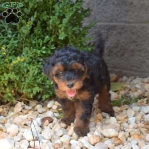 Hopper, Yorkie Mix Puppy