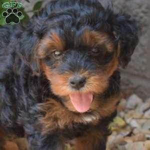 Hopper, Yorkie Mix Puppy