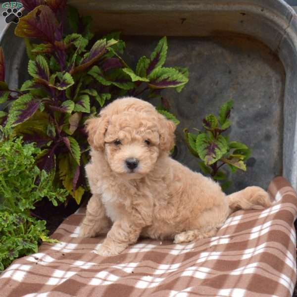 Howie, Bich-Poo Puppy