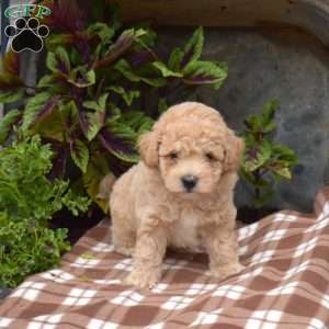 Howie, Bich-Poo Puppy