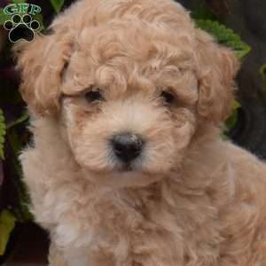 Howie, Bich-Poo Puppy
