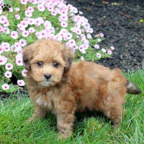 Huck, Havapoo Puppy