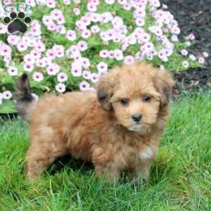 Huck, Havapoo Puppy