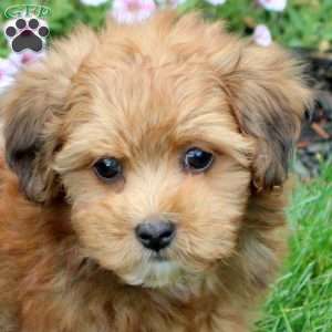 Huck, Havapoo Puppy