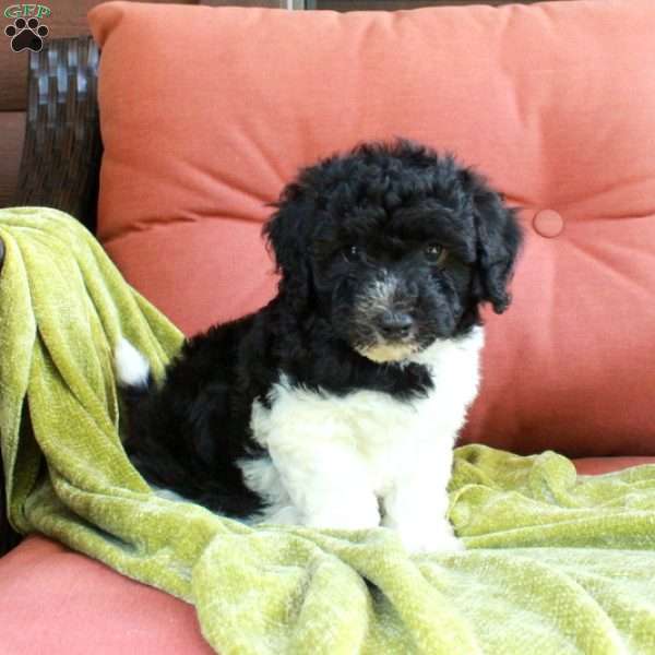 Huckleberry, Havapoo Puppy