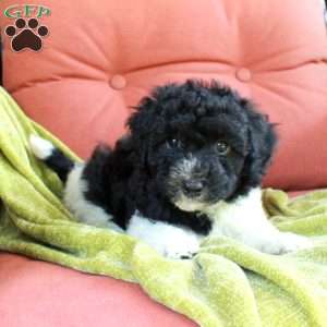 Huckleberry, Havapoo Puppy