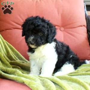 Huckleberry, Havapoo Puppy