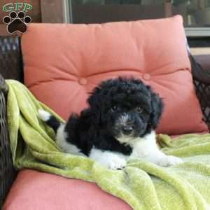 Huckleberry, Havapoo Puppy