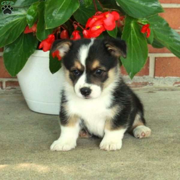 Hudson, Pembroke Welsh Corgi Puppy