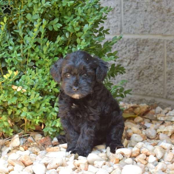 Hudson, Yorkie Mix Puppy